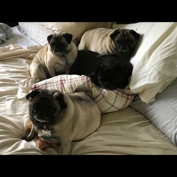 4pugssell4less